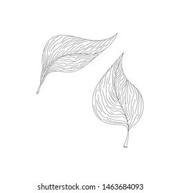 Hand draw leaves vector, Line drawn leaves illustration.