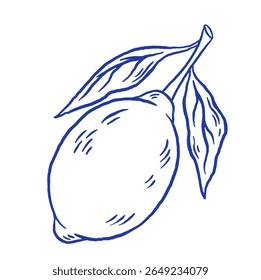 Hand draw lemon with leaves vector illustration. Doodle citrus fruit on white background. La dolce vita. Sketch style 
