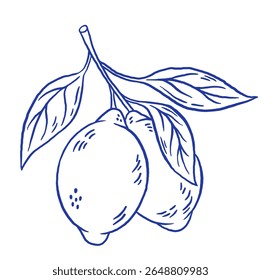 Hand draw lemon on brunch vector illustration. Doodle citrus fruit isolated. La dolce vita. Sketch style 
