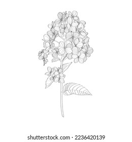 Hand draw line hydrangea flowers illustration. Botanical floral card on white background.