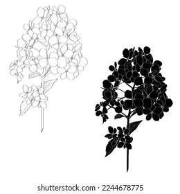 Ilustración de la línea de tracción manual hidrangea flor ilustración. Tarjeta floral botánica sobre fondo blanco.