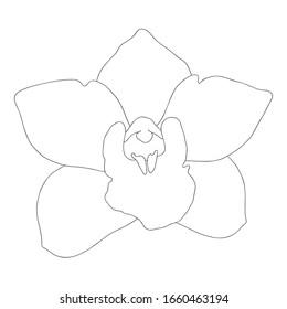 hand draw linear, black and white outline orchids flower. Design for wallpaper, covers, festive wrapping paper, printed fabric.Line art, botanical illustration, detailed drawing, doodle. Vector flower