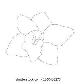 Hand zeichnen Sie eine lineare, schwarz-weiße Umrissblume. Design für Tapete, Cover, festes Wickelpapier, bedrucktes Gewebe.Line Kunst, botanische Illustration, Detailzeichnung, Doodle. Vektorillustration