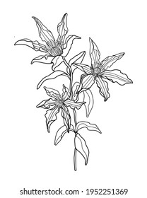 Hand draw linear clematis. Hand draw element