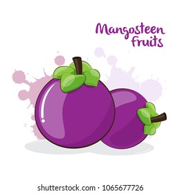Hand Draw Mangosteen Fruits On White Background. Vector Illustration.