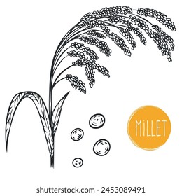 Hand draw millet with seeds in monochrome sketch style. Agriculture organic food plant. Engraving vintage vector illustration.