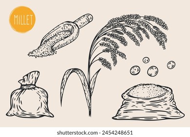 Hand draw millet with seeds in monochrome sketch style. Agriculture organic food plant. Engraving vintage vector illustration.