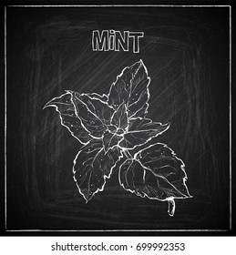 Hand draw of mint on a chalkboard. Vector collection.