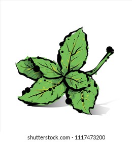 Hand draw of mint. Vector illustration.