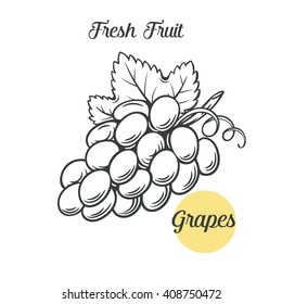 Hand draw monochrome  grapes . Vector illustration of grape branch in the old ink style.