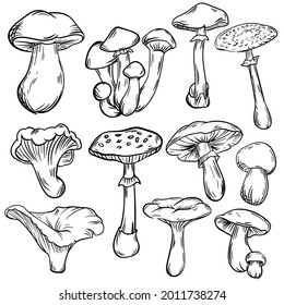 hand draw mushroom line collection background