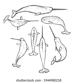 Hand draw narwhal (Monodon monoceros).Vector sketch  illustration. 