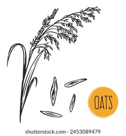 Hand draw oats with seeds in monochrome sketch style. Agriculture organic food plant. Engraving vintage vector illustration.