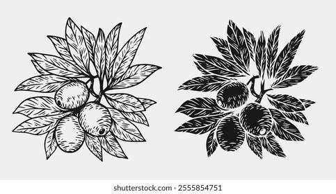 Hand draw olive branch with berries isolated on white background. Set of monochrome vector illustration in engraving vintage style.