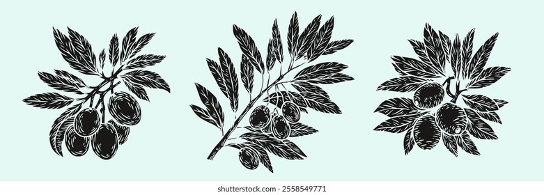 Hand draw olive branch with berries isolated on white background. Set of monochrome vector illustration in engraving vintage style.
