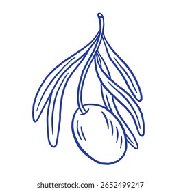 Hand draw olive branch and leaves vector illustration. Organic farm. Mediterranean food. Perfect for restaurant menu, packaging design, farmer products. 