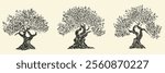 Hand draw olive, fruit or forest old tree isolated on white background. Vector illustration in engraving vintage style.