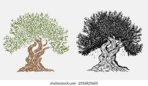 Hand draw olive, fruit or forest old tree isolated on white background. Vector illustration in engraving vintage style.