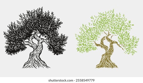 Hand draw olive, fruit or forest old tree isolated on white background. Vector illustration in engraving vintage style.