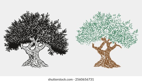 Hand draw olive, fruit or forest old tree isolated on white background. Vector illustration in engraving vintage style.