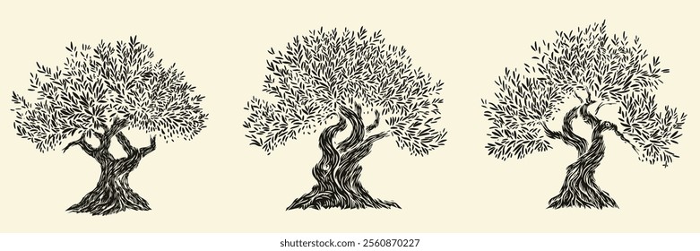 Hand draw olive, fruit or forest old tree isolated on white background. Vector illustration in engraving vintage style.