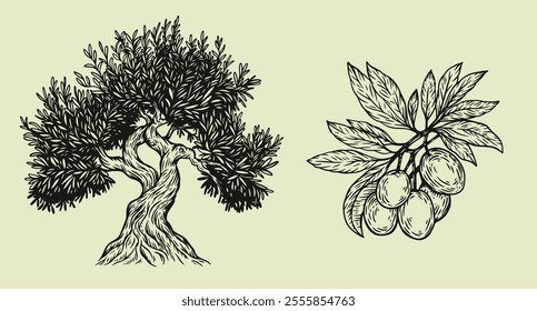 Hand draw olive tree and branch with berries isolated on white background. Set of vector illustration in engraving vintage style.