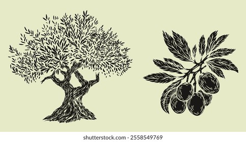 Hand draw olive tree and branch with berries isolated on white background. Set of vector illustration in engraving vintage style.