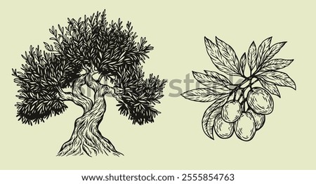 Hand draw olive tree and branch with berries isolated on white background. Set of vector illustration in engraving vintage style.