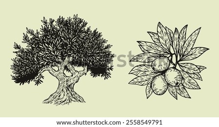 Hand draw olive tree and branch with berries isolated on white background. Set of vector illustration in engraving vintage style.