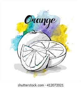 Hand draw of orange. Vector illustration.