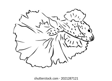 Hand Draw Outline, Betta, Siamese fighting Fish or cupang, isolated on white

