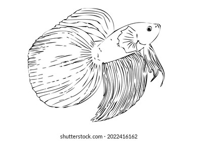 Contorno de dibujo a mano, Betta, pescado o cupano combativo siamés, aislado en blanco
