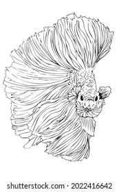 Contorno de dibujo a mano, Betta, pescado o cupano combativo siamés, aislado en blanco
