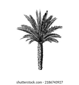 Handgezeichnete Palme, Vektorgrafik einzeln auf weißem Hintergrund