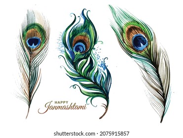 Hand draw peacock feathers set design