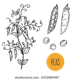 Hand draw peas with seeds in monochrome sketch style. Agriculture organic food plant. Engraving vintage vector illustration.