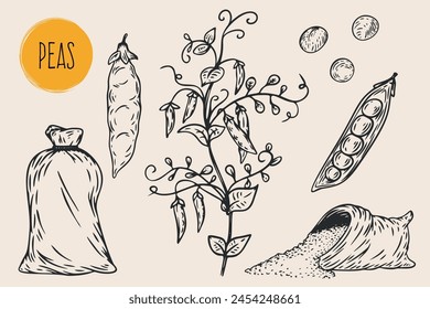 Hand draw peas with seeds in monochrome sketch style. Agriculture organic food plant. Engraving vintage vector illustration.