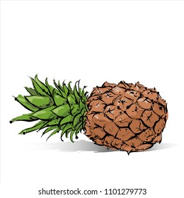 Hand draw of Pineapple. Vector illustration.