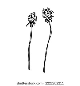Hand draw plant Burdock Outline Vector illustration on white background