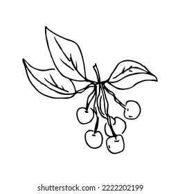 Hand draw plant Cherry branch Outline Vector illustration on white background