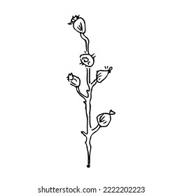 Hand draw plant Rose hip Outline Vector illustration on white background