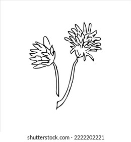 Hand draw plant Two Burdocks Outline Vector illustration on white background