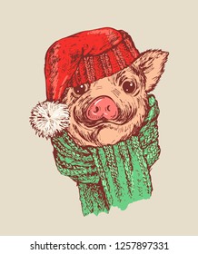 Hand draw a portrait of a little pig in knitted hat and scarf. Vector sketch illustration. Symbol of a Chinese New Year 2019