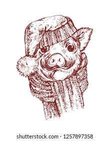Hand draw a portrait of a little pig in knitted hat and scarf. Vector sketch illustration. Symbol of a Chinese New Year 2019