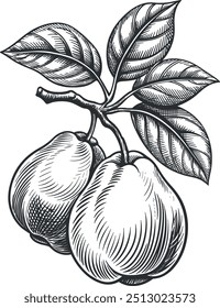 Hand draw of quince branch