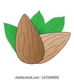 Hand draw, raw almond nuts with leaves in flat style vector illustration isolated on white background