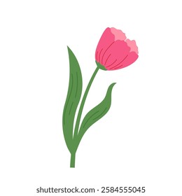 Hand draw red tulip vector illustration. Spring blossom flower 