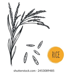 Hand draw rice with seeds in monochrome sketch style. Agriculture organic food plant. Engraving vintage vector illustration.