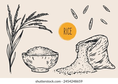 Hand draw rice with seeds in monochrome sketch style. Agriculture organic food plant. Engraving vintage vector illustration.