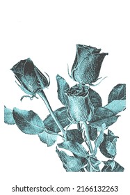 Hand draw rose flower in retro style. Distress vector illustration